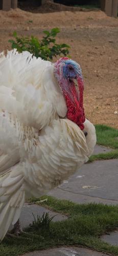 a large white turkey standing on a sidewalk at Sunny Guest House Hampi in Hampi