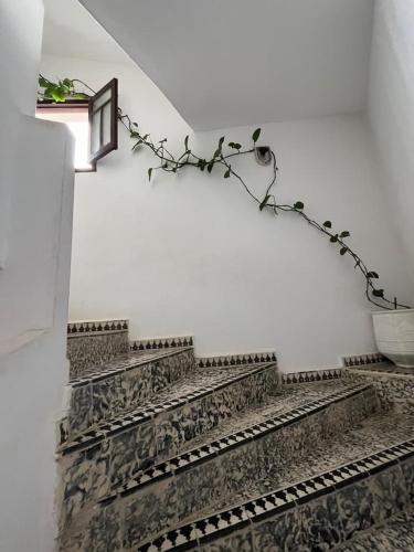 a set of stairs with a plant on the wall at mehek in Asilah