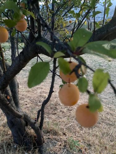an orange tree with lots of fruits on it at Casa Amrita B&B in Teramo