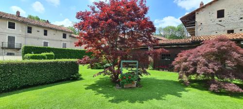 a tree with red leaves in a yard next to a building at L'Oasi Bed and Breakfast di Franco e Paola in San Martino Canavese
