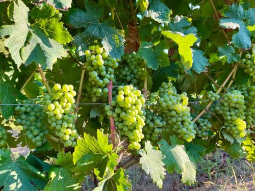 a bunch of green grapes hanging from a tree at Agriturismo Tenuta il Molino in Gabbro