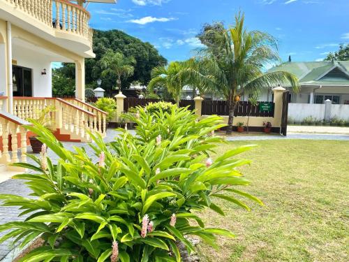 a plant in a yard next to a house at Kounous Self-Catering Apartments in La Réunion