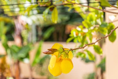 a yellow flower hanging from a tree branch at Kounous Self-Catering Apartments in La Réunion