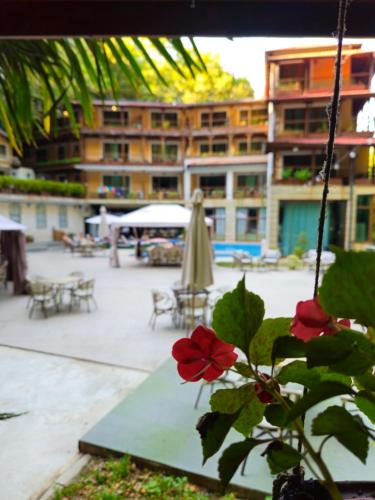a red flower in a pot in front of a building at Hotel Saint Nedelya in Kolarovo