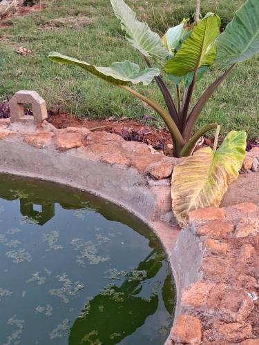 Gallery image of Elmadel Coffee Gardens 5Bedroom Villa Mua Hills 50kms from Nairobi in Machakos