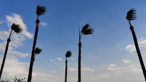 four palm trees with the sky in the background at Beachfront Villa Carpe Diem in Kiti