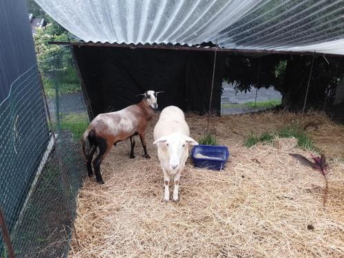 two goats standing in a pen with hay at Altos del Maria -mountaine views in Sorá