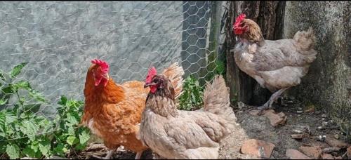 a group of chickens standing next to a fence at Gîte 4 pers proche cure thermale, Futuroscope, calme et nature à La Roche Posay in La Roche-Posay