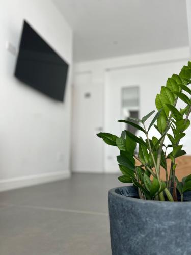a plant in a pot sitting on a table at Escape Suites in Dhërmi