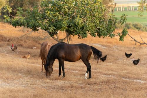 a horse is grazing in a field with chickens at 4Ever Palace Design&Nature in Alcácer do Sal