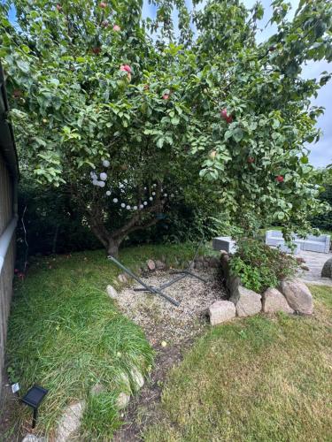 a apple tree in a yard with rocks around it at Modern Retreat close to everything in Djursland in Grenå