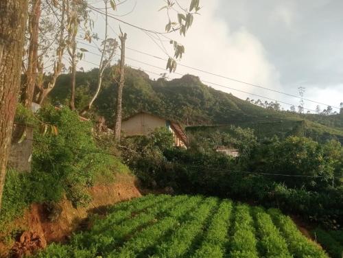 a field of green crops on a hill with a building at Garden View's Rest in Nuwara Eliya