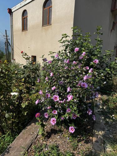 a bunch of pink flowers in front of a building at Hotel Halidzor in Halidzor