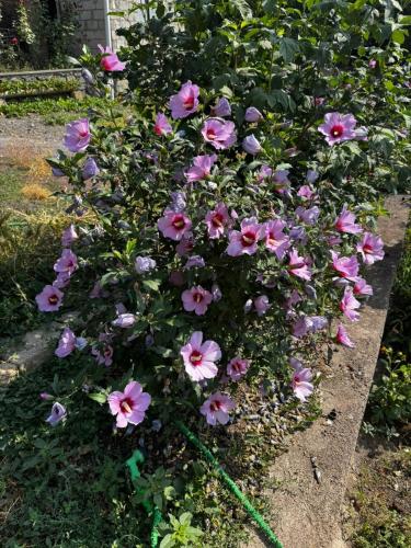 a bunch of pink flowers in a garden at Hotel Halidzor in Halidzor