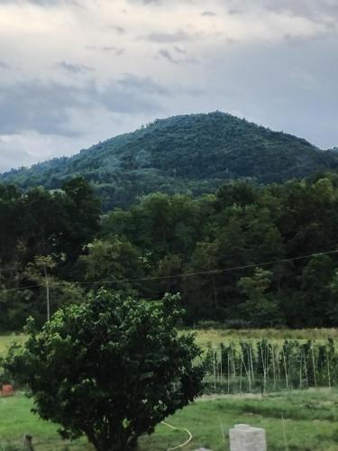 a mountain in the distance with a tree in the foreground at Cascina Nuova in Mombasiglio