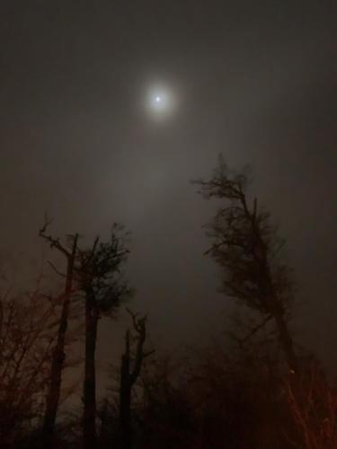 a foggy night with trees and the moon in the background at Cabaña de las Flores in Tolhuin