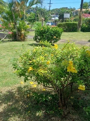 a small tree with yellow flowers in a park at PeachBloom Tereace Inn in DʼArbeau