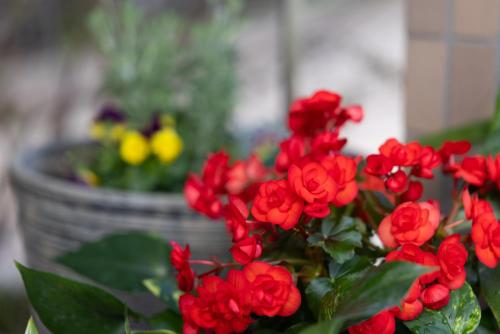 a bunch of red flowers in a pot at Sawa Hotel in Fujikawaguchiko
