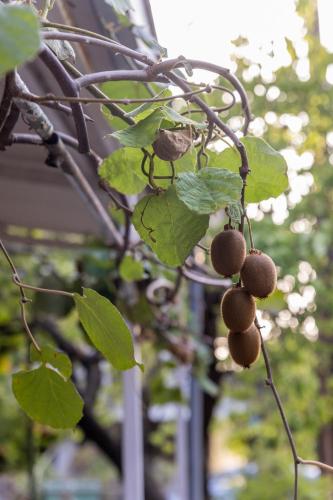 a bunch of fruits hanging from a tree at Apartment's Theodoros in Kamena Vourla