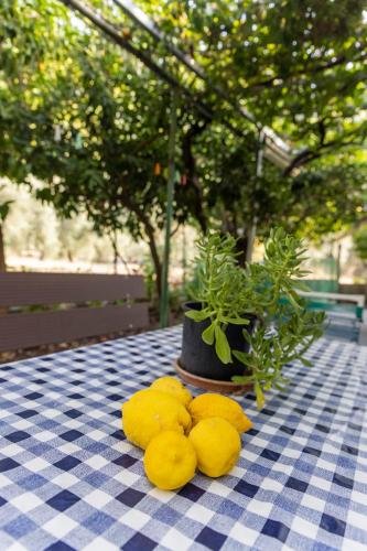 a group of lemons on a table with a plant at Apartment's Theodoros in Kamena Vourla