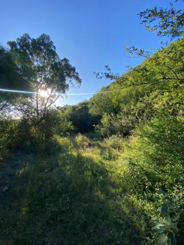 a grassy hill with the sun shining through the trees at La casa de Pedro in San Roque