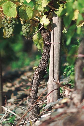 a bunch of green grapes hanging from a tree at Pension und Weingut Moselblick in Brauneberg