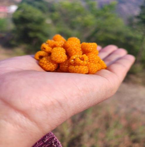 a hand holding a bunch of orange fruit at Peace Forest Retreat in Gopeshwar