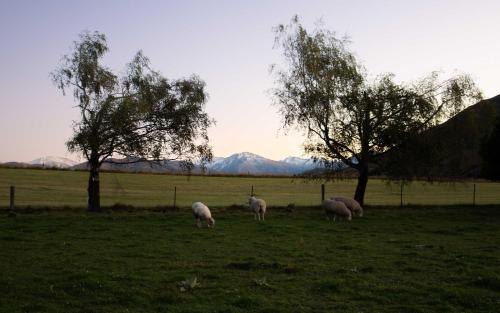 a group of sheep grazing in a field with trees at Tussock Views by Tiny Away in Burkes Pass