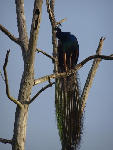 a peacock perched on a tree branch at Exciting Tree house and 2 Chalets, Spring valley farm stay Buttala, Okkampitiya 