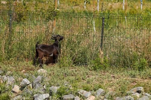 Άλλα ζώα σε αυτό το ξενοδοχείο ή στη γύρω περιοχή