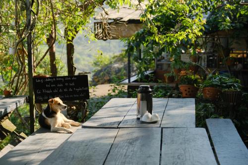 a dog sitting on top of a wooden picnic table at Cú Trên Cây Homestay in Xuan An