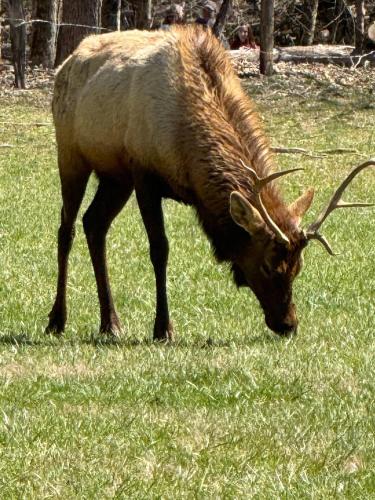 an animal with long horns grazing in the grass at Fall25 Offhottubviewsfirepitwcu3minfamilies in Sylva