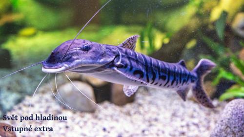 a fish is sitting on a rock in an aquarium at Hotel Frymburk in Frymburk