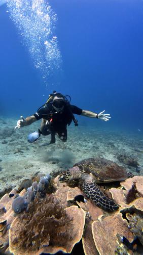 a diver in the water with a turtle in the water at Jepun Hill Studios & Amed Jepun Divers in Amed