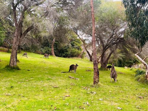 a group of animals standing in a field with trees at Natures Masterpiece McCrae in McCrae