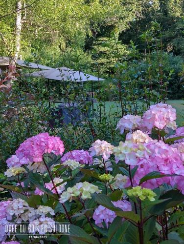 a garden with pink flowers and a bench in the background at Chambres entre Romorantin-Chambord-Zoo de Beauval - Orée du Bois en Sologne in Lassay-sur-Croisne