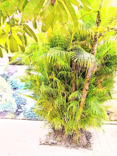 a small palm tree sitting on top of a sidewalk at Ayurweda spa Hotel in Deniyaya