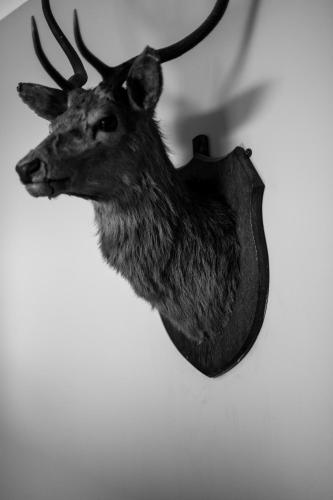 a fake deer head hanging on a wall at The Inn at Loch Tummel in Tummel Bridge