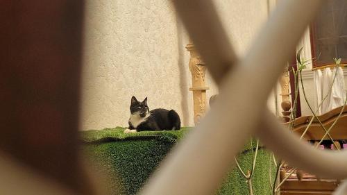 a black and white cat sitting on a green pillow at Imran&Bek in Samarkand