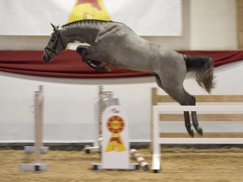 a gray horse jumping over a fence at Hotel Garni Hubertushof in Bad Füssing