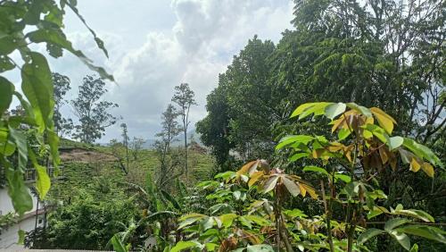 a garden with trees and a field of plants at Freedom camp & cafe ella in Ella