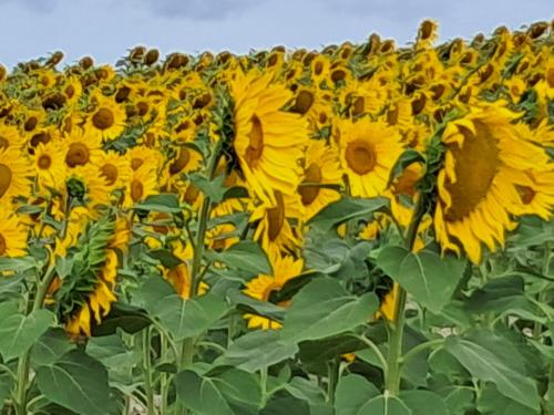 a large field of yellow sunflowers at LES COTEAUX DE VIGNY in Champagne-de-Blanzac