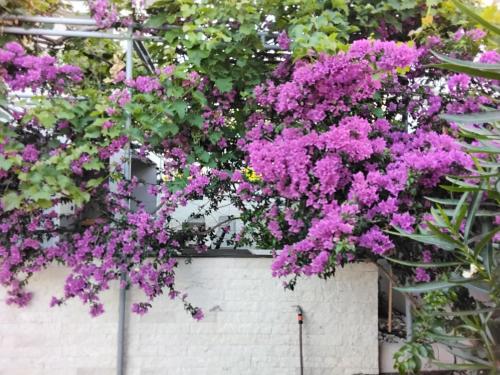 a bunch of purple flowers hanging from a wall at Apartmani Sutomore Tri Palme in Sutomore