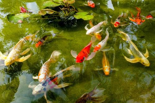 a group of koi fish swimming in a pond at Sheraton La Jolla in San Diego
