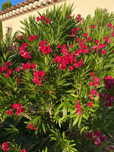 a bush with pink flowers in front of a building at La Closerie de la Riviere, Sisteron Bevons in Bevons