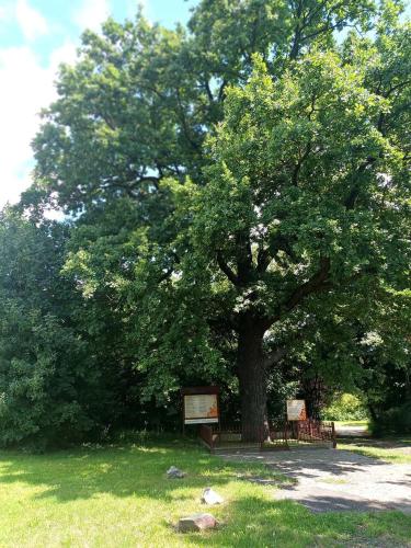 a large tree in a field with a sign under it at Noclegi u Eichendorffa in Łubowice