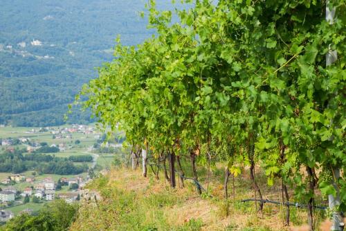 a row of trees on the side of a hill at B&B Ca' La Vedescia in Teglio