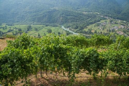 a view of a vineyard from a hillside at B&B Ca' La Vedescia in Teglio