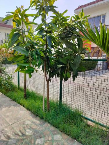 a fence with some fruit trees in front of a building at Villa Elysian Park-1483 in Lāndrān