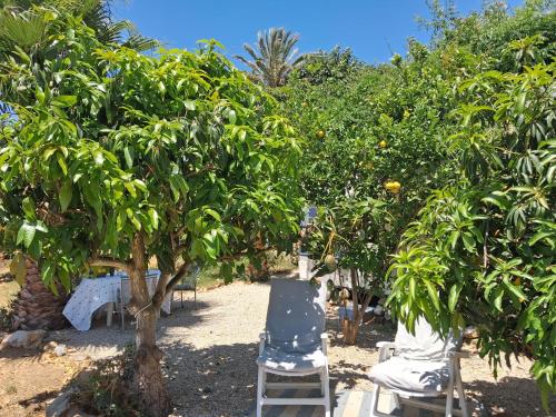 a group of chairs sitting under orange trees at Caravan in Finca Molino in Almayate with with pool, family touch and dog madness in Almayate Alto